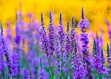 《宇宙机器人》新速通关卡上线 添加新机器人“伊芙”