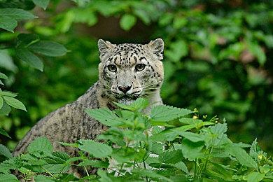 《星之卡比：探索发现》首个媒体评分出炉：Edge打出8分评价